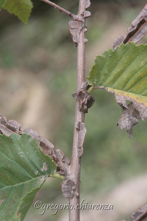 Cava Carosello Censimento 31.10.2010 (214).JPG